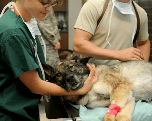 国家資格が必要な動物の職業は2つのみ