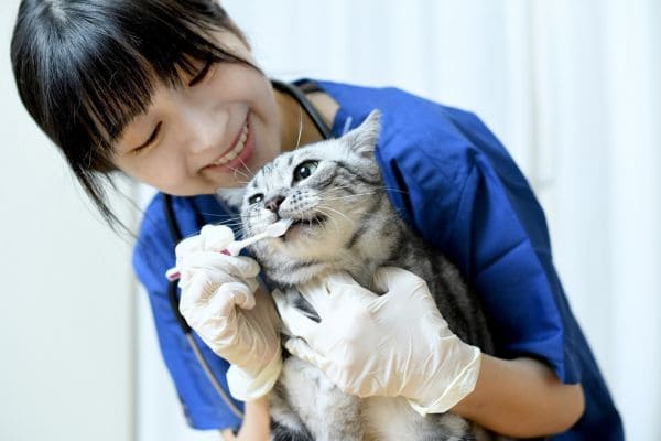 動物看護師の給料に関するよくある質問