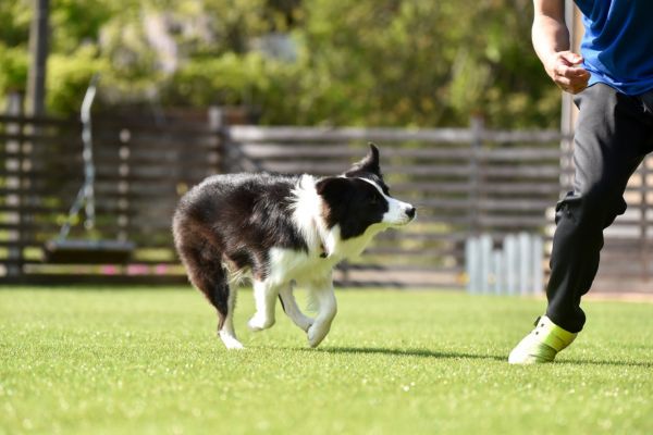 東京ECOの「探知犬育成プロジェクト」授業の紹介