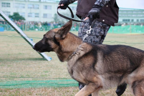 麻薬探知犬ハンドラーになるには？