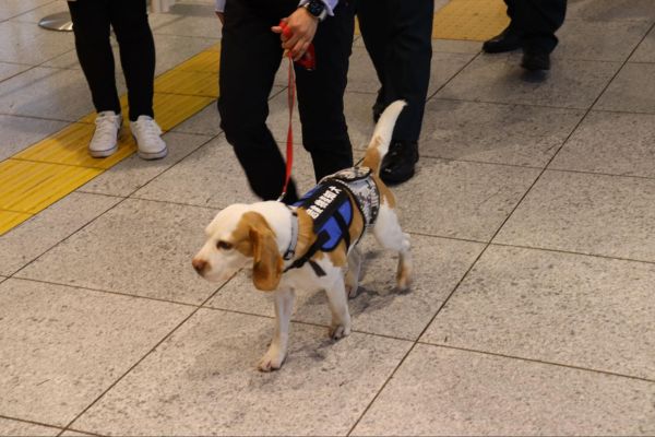 麻薬探知犬の育成だけでなく、企業プロジェクトとして空港探知犬を育成