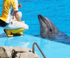 水族館飼育員 解説員になるには 給料や仕事内容や資格を紹介 動物 海洋 ペット業界コラム