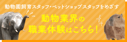 動物業界の職業体験はこちら！