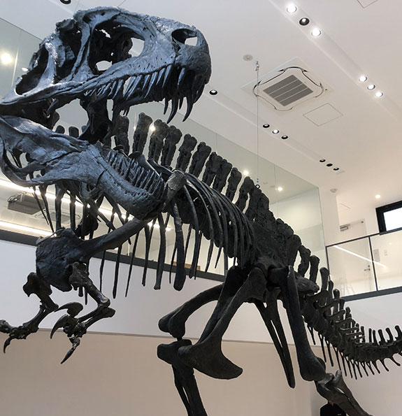 博物館・恐竜自然史専攻