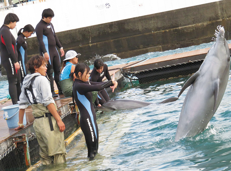 イルカの行動と管理