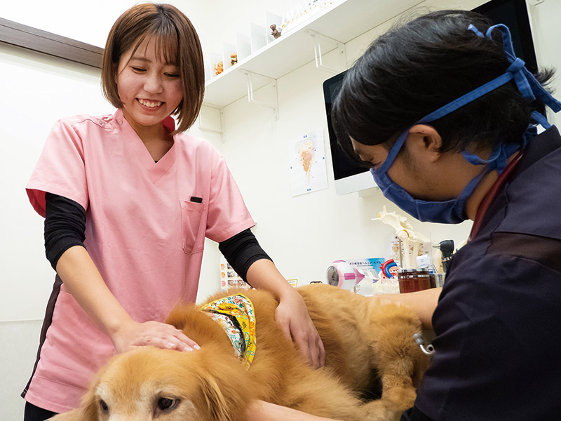 動物看護師