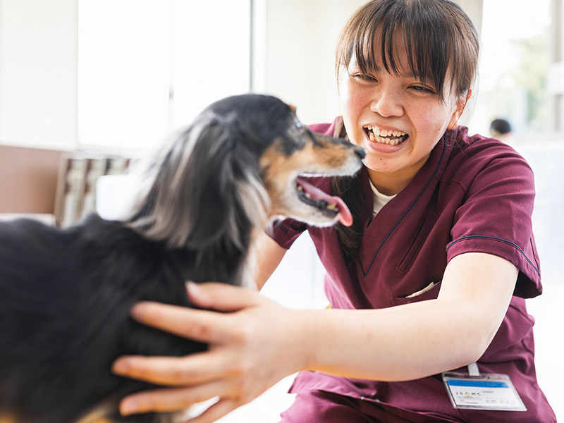 動物看護師